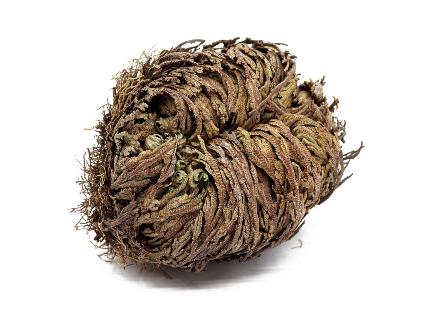 Die "Rose von Jericho" Selaginella – Lepydophylla 1 Stk