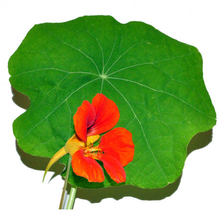 DrogerieMarkt24 - DrogerieMarkt24 A. VOGEL Zink-Complex Tabletten 30 Stück - Burgerstein