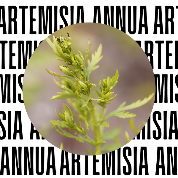 Artemisia Annua - vielschichtige Pflanze