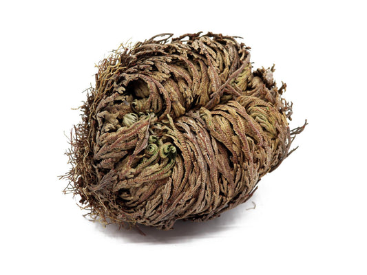 Die "Rose von Jericho" Selaginella – Lepydophylla 1 Stk